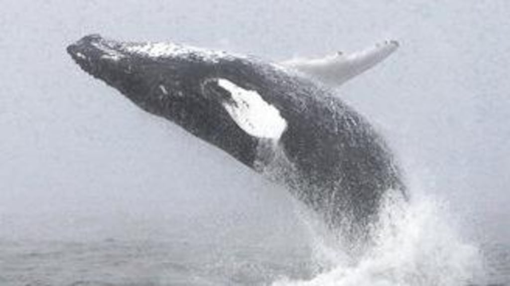 A humpback whale breaching in waters off Hook peninsula, Co Wexford. The whale was one of four species identified over the past weekend. Photographs: Pádraig Whooley/Irish Whale and Dolphin Group