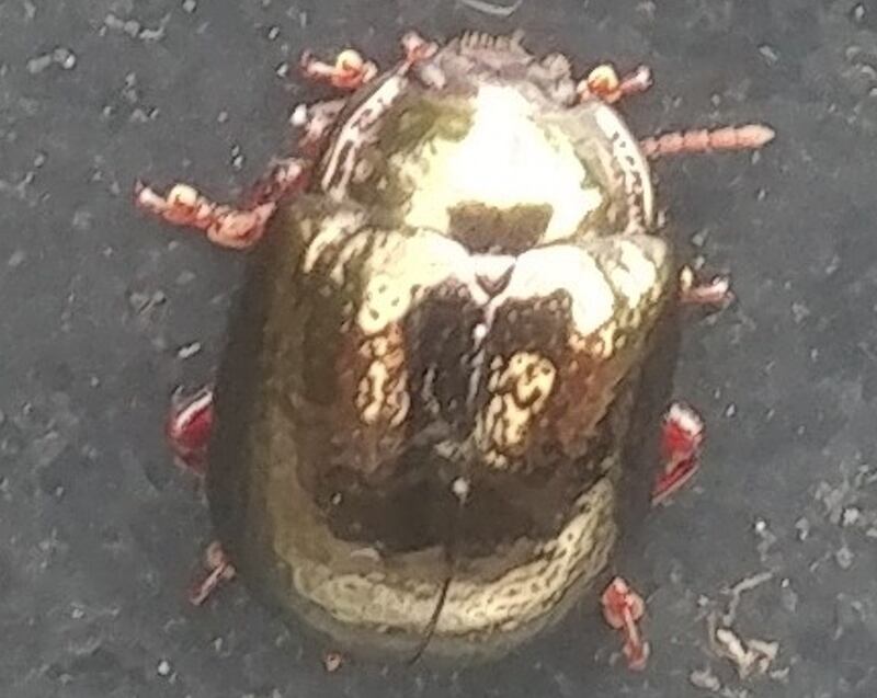 A golden beetle spotted in Belfast