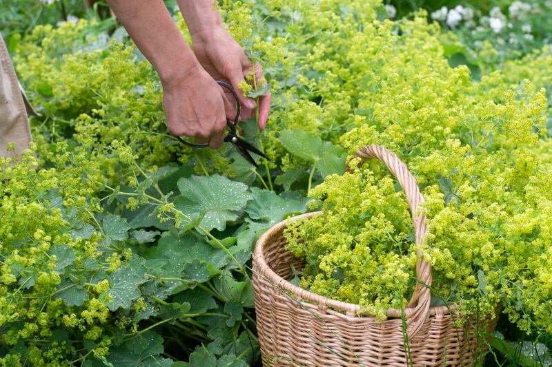 Alchemilla, Lady's Mantle. Photograph: Getty