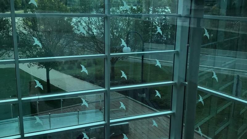 Once problem areas are identified, the primary aim is to make windows visible to birds. One of the most effective ways to do this is with the placement of rows of markers on the exterior surface of the glass. Photograph: FLAP Canada