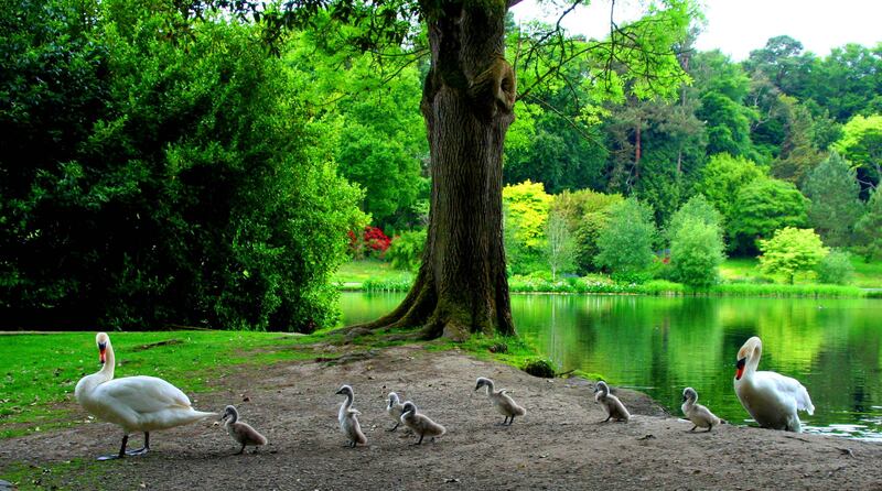 Beautiful scenery and stunning wildlife await on the grounds of Mount Stewart House, Co Down.