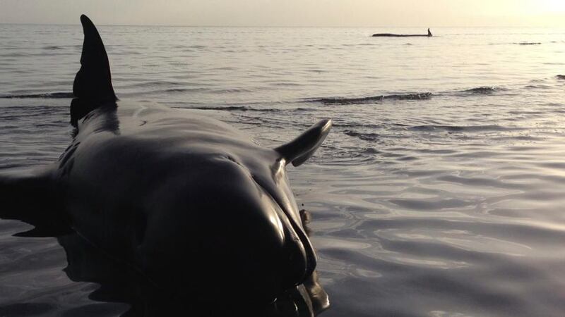 A stranded pilot whale at Farewell Spit on the South Island in New Zealand. Photograph: EPA