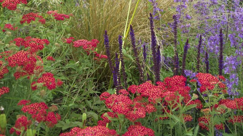 Strawberry-pink Achillea and purple nepeta flowering in June Blake’s garden in west Wicklow. Photograph: Richard Johnston