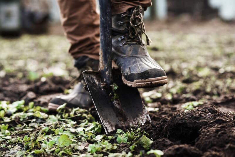 Growing plants from seed is just one way to enjoy early autumn’s bounty. Photograph: Getty Images