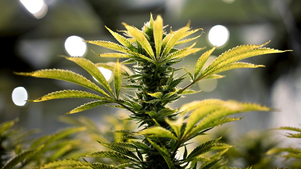 Gardaí have seized up to €3 million worth of cannabis in  a raid  in Co Meath. File photograph: Brendan Smialowski/AFP/Getty Images