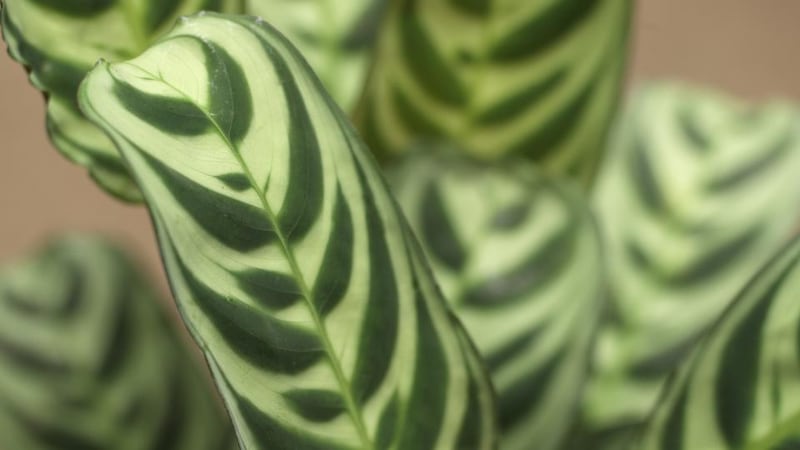 The zebra-striped leaves of Calathea