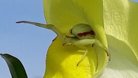 What kind of spider is this? Readers’ nature queries