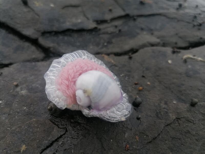Violet sea snail. Photograph: Anna Lopez