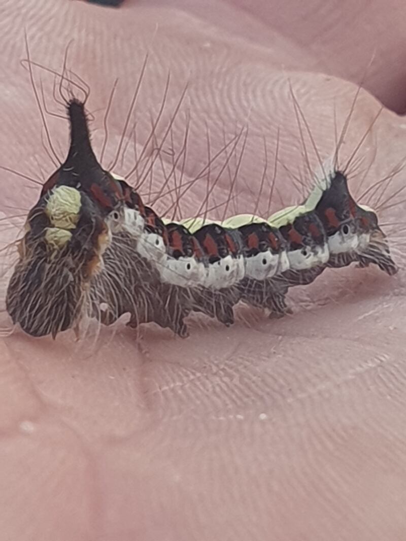 Paul Downey
badgerdowney79@gmail.com
This scary looking creature was having a good feed on our amelanchier. Are you able to identify this alien caterpillar?