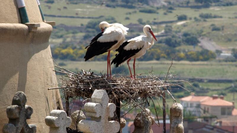 Extremadura: every tower and steeple seems to be topped with a stork’s nest. Photograph: iStock/Getty