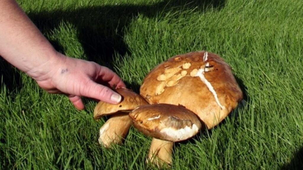 International Mushroom Festival 2013 - Killegar Estate, Co Leitrim, today and tomorrow.