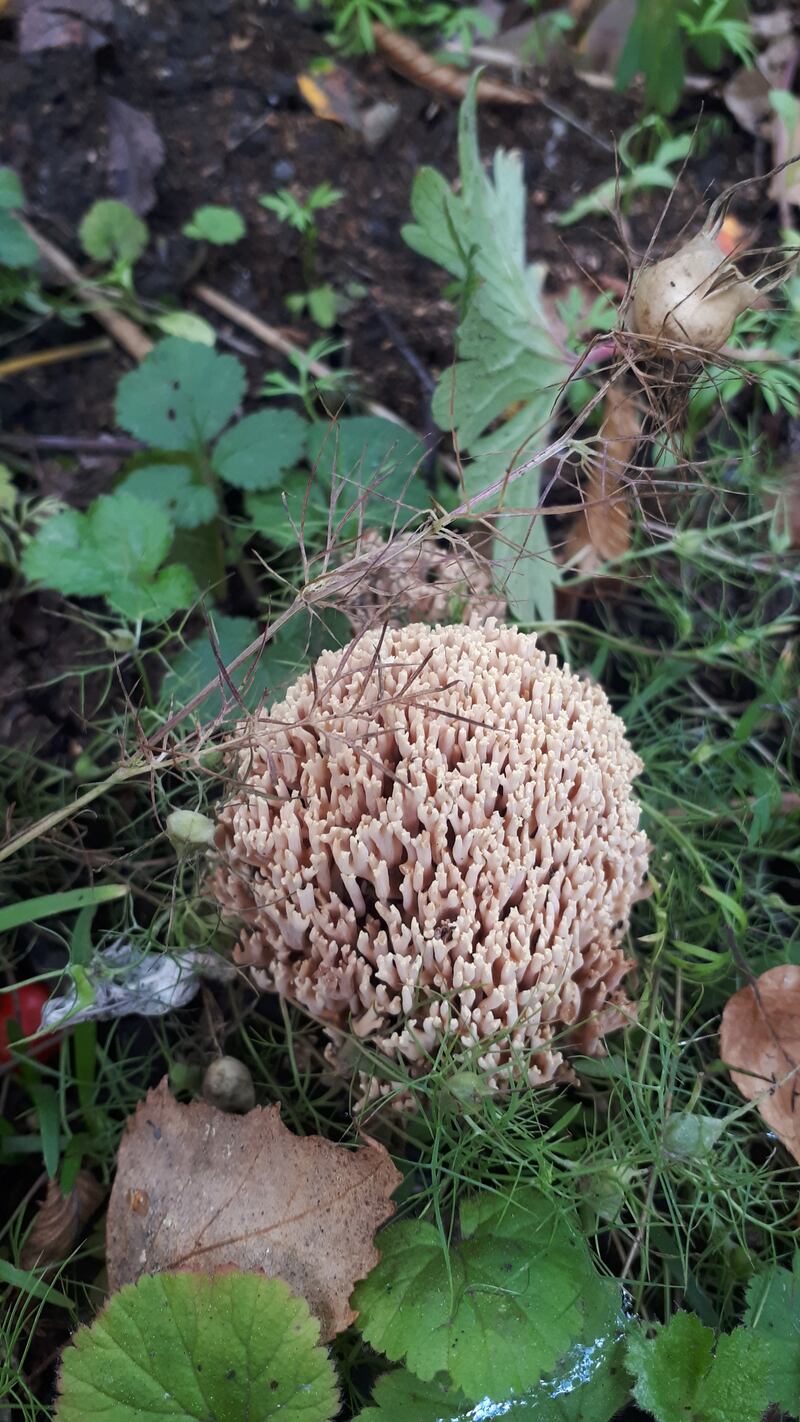 Ramaria stricta, the upright coral fungus. Photograph supplied by Susan Stafford-Langan