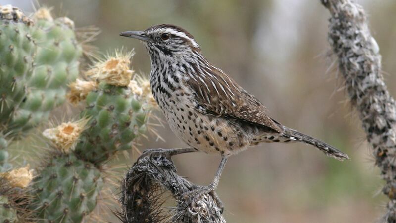 A cactus wren. Photograph: Brian Sullivan, Macaulay Library at Cornell Lab of Ornithology via The New York Times