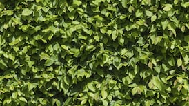 Man caught relieving himself in bushes loses constitutional challenge