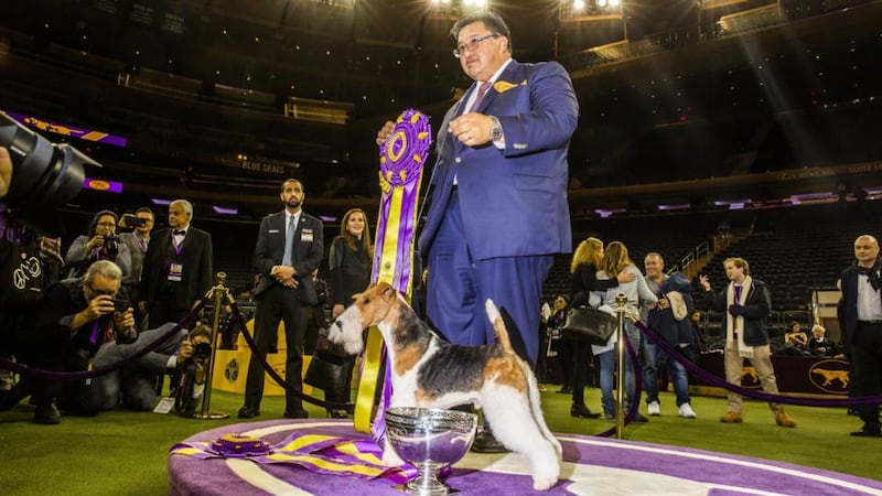 King and his handler Gabriel Rangel stand for photographs after winning Best in Show Photographer: David Williams/Bloomberg