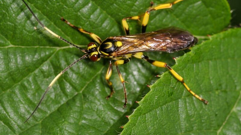 Hepiopelmus variegatorius, a parasite