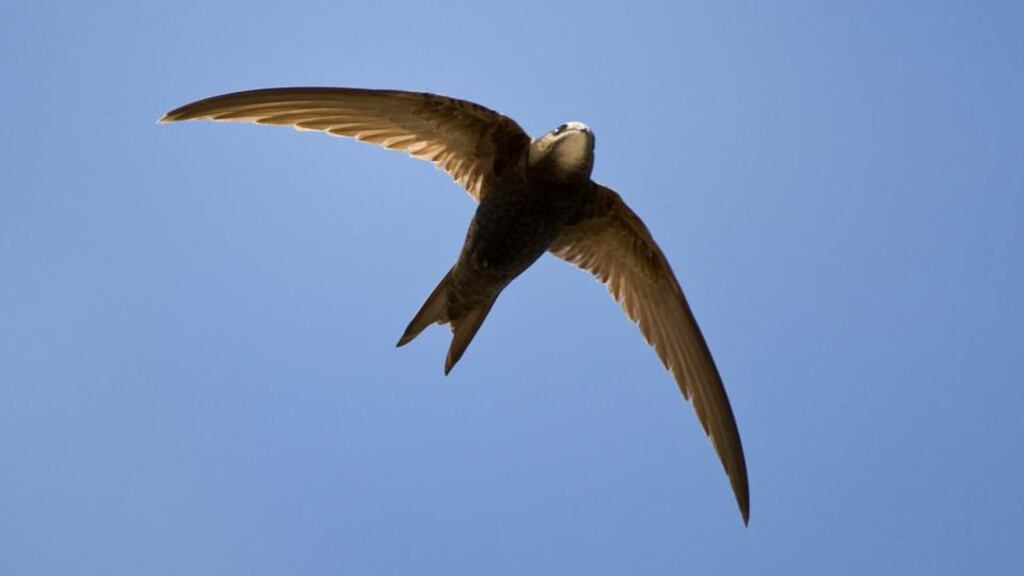 Aerial existence: swifts eat, mate and even sleep on the wing. Photograph: Willi Rolfes/Picture Press/Getty