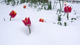 Batten down the tulips, a ‘sudden stratospheric warming’ may bring snow