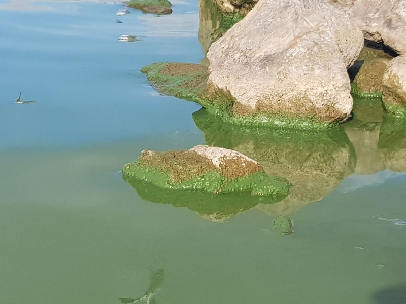 Lough Derg is drifting towards the fate of Lough Neagh, that once great lake now all but dead