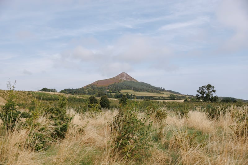 A view from Anke and John Moran's rewilded native woodland near Glen of the Downs, Co Wicklow. Photograph: Dan Dennison