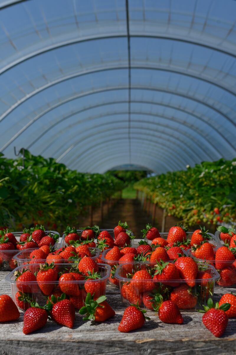 Stem-picked by hand the unique variety of strawberry produced by Keeling's for M&S is left to ripen for longer to ensure it is super sweet and juicy