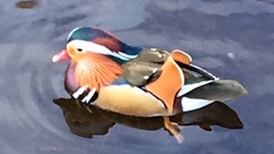 I spotted this very exotic duck on the Dodder: readers’ nature notes and queries