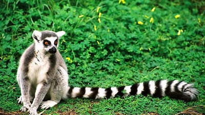 Ring-tailed lemur.