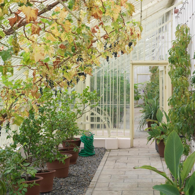 Black Hamburg' grapes ripening in the Richard Turner designed peachhouse in the gardens of Aras an Uachtarain. Photo credit Richard Johnston