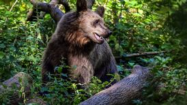 Kill or confine? Italy and Romania wrestle with bear attacks response
