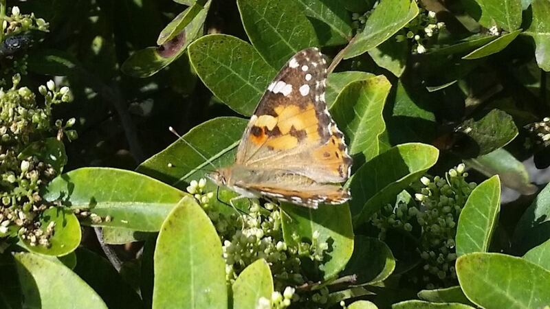 Painted lady butterfly