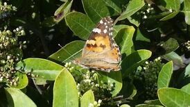 Is this a summer truffle I found in the local woods? Readers’ nature queries
