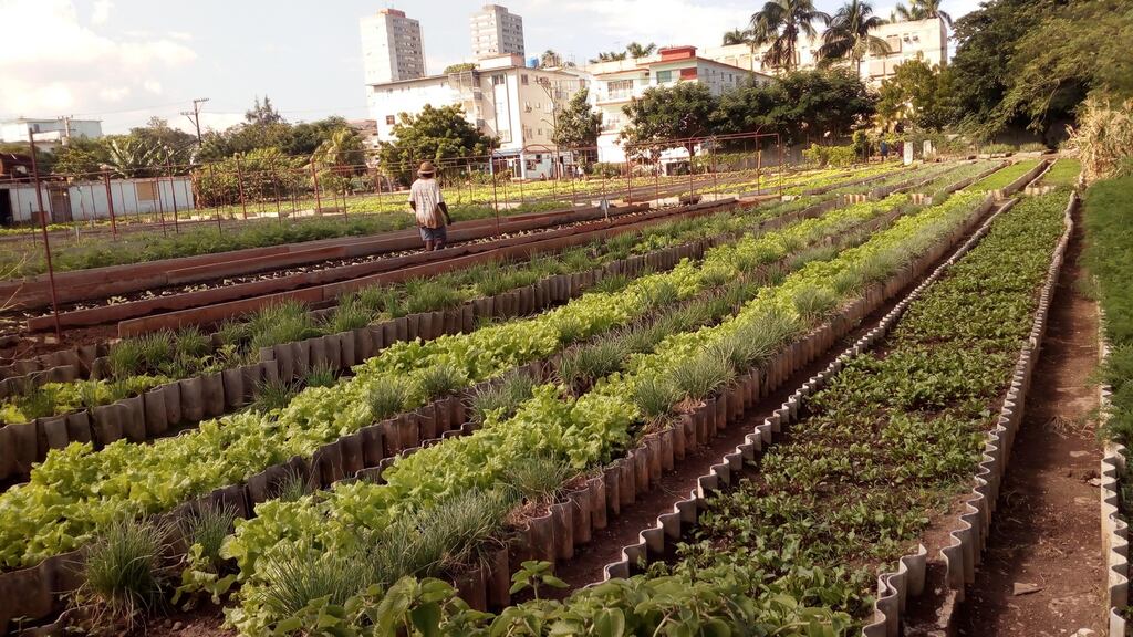 An urban farm in Havana