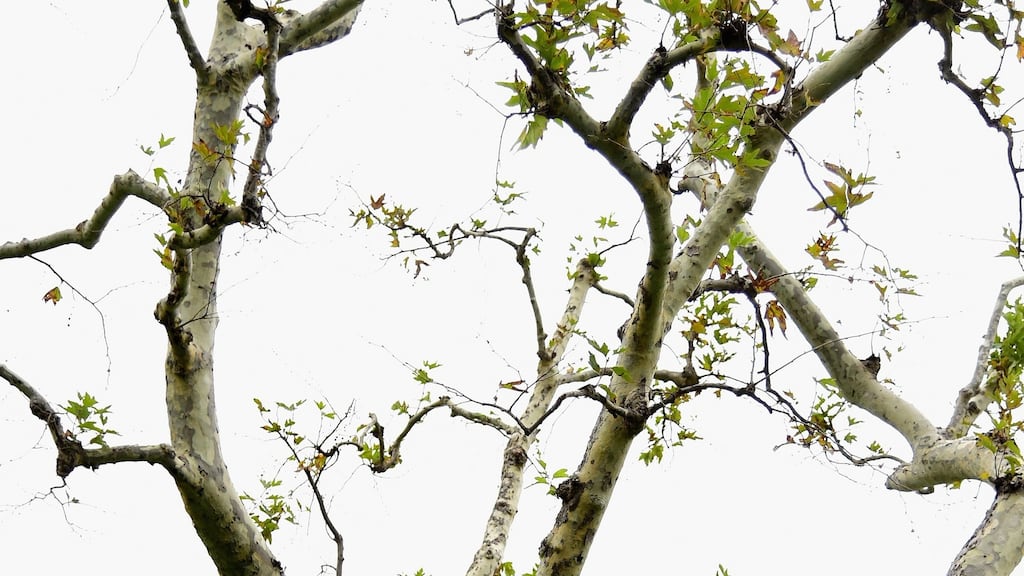 Play has been suspended due to wind and rain during the second round at the Genesis Open. Photograph: Getty Images
