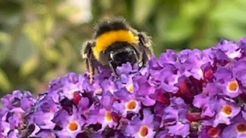 Bumblebee on buddleia. Photograph supplied by Patrick Galvin