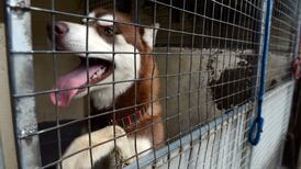 Woman locked into dog pound after trying to take back animals