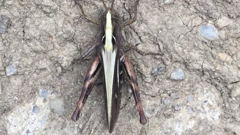 Eye on nature: the common field grasshopper that Francy Devine saw on the Howth cliff path