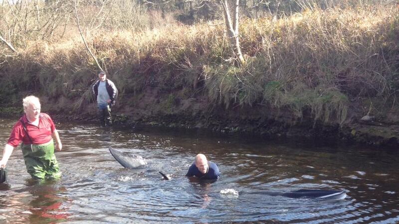Henk Offereins, a vet involved in the rescue effort, said “the last sighting was of the whale swimming in a straight line towards the sea”.