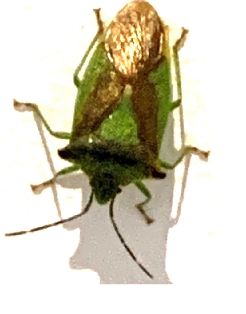 The gorse shield bug in overwintering colours.