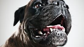 Woman awarded €234,000 over ‘vicious’ attack by boxer dogs