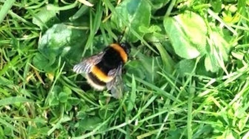 Bombus terrestris, or more appropriately called the large earth bumble bee, as spotted by Eithne Mackell