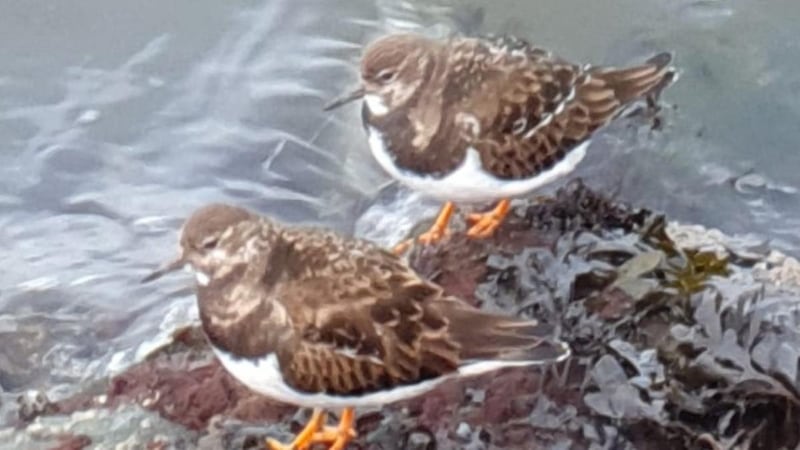 Turnstones