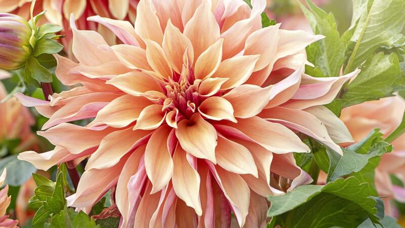 Dahlias. Photograph: Getty