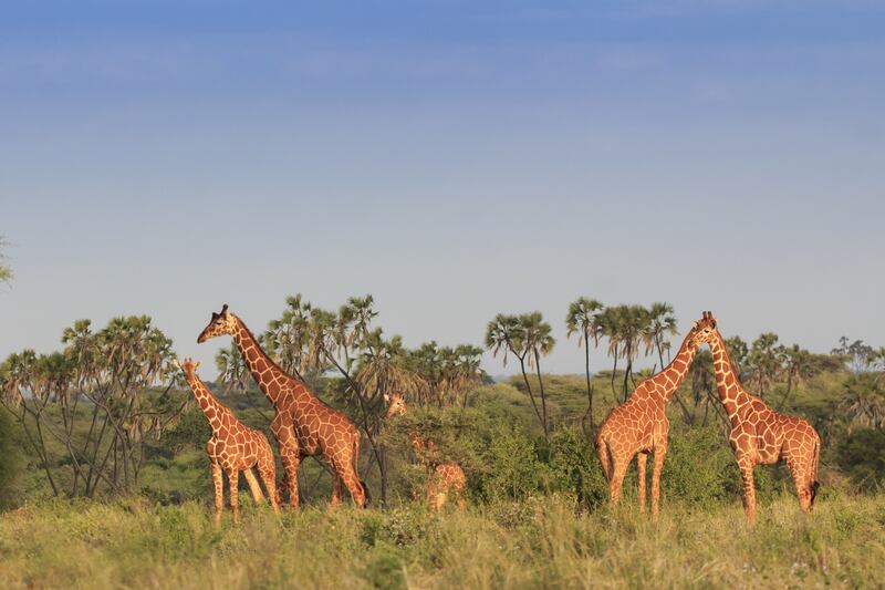 Kruger Park in South Africa is a popular destination for Oroko Travel clients; safari holidays are suitable for all ages, and make a great option for a special family trip. Photograph: Richard Carey.