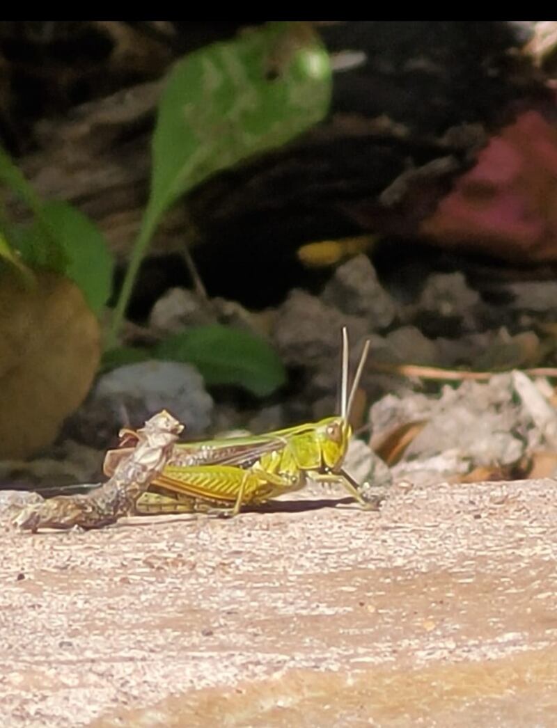 Common green grasshopper. Photograph: Robert Moylan