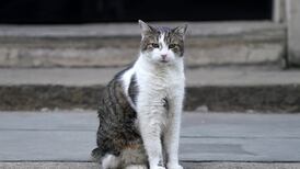 England makes microchipping of pet cats compulsory