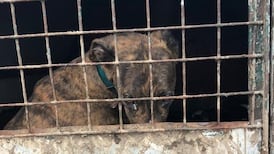 Kilkenny family members jailed over neglect of dogs and horses in their care