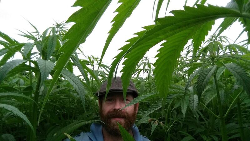 Ed Hanbidge with hemp plants measuring over 6ft 7in after 2 months