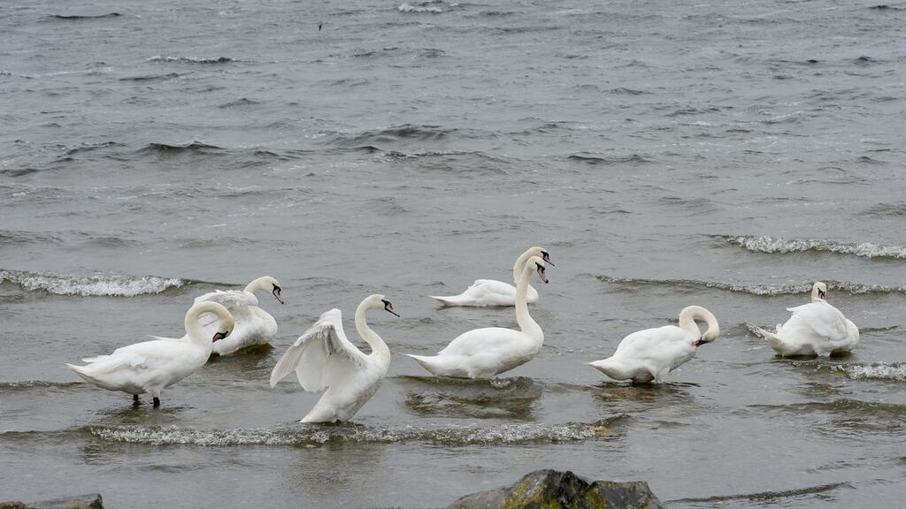 Swans on Lough Ennell in Mullingar. Photograph: Alan Betson