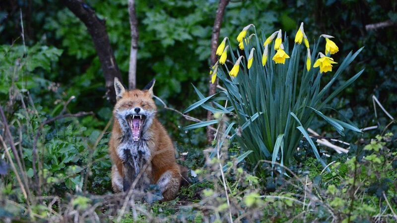 Photograph: Cyril Byrne