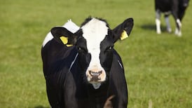 BSE investigation to involve assessment of feed, says Coveney